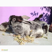 Продам кроликов Бельгийский великан и Полтавские серебристые