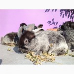 Продам кроликов Бельгийский великан и Полтавские серебристые
