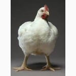 Бройлер суточные цыплята с вакцинацией