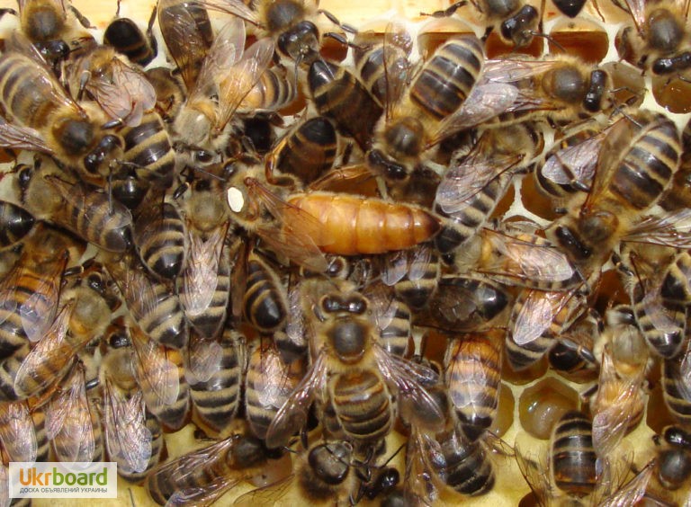 Пчеломатки бакфаст