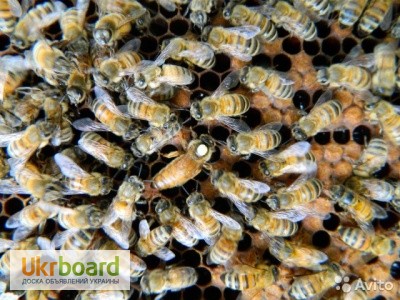 Фото 2. Пчеломатки бакфаст