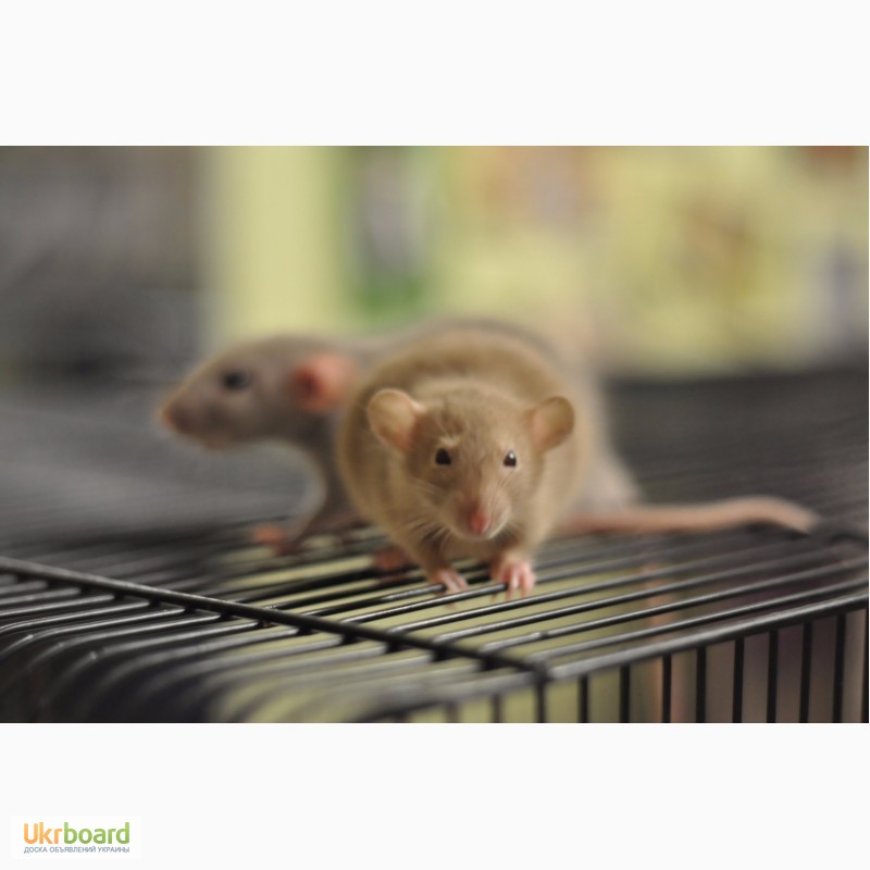 Фото 4. Декоративные крысы / Крысята ручные, обработаны, от 5 недель готовы к переезду