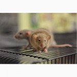 Декоративные крысы / Крысята ручные, обработаны, от 5 недель готовы к переезду