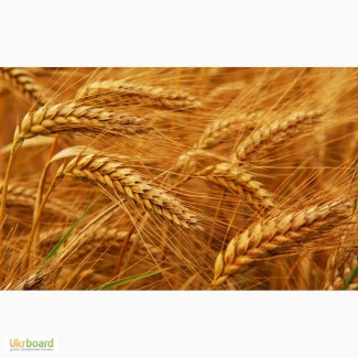 Закупаем пшеницу по Луганской и Донецкой области