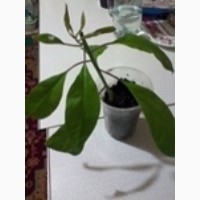 Продам комнатное растение Соландра Максима