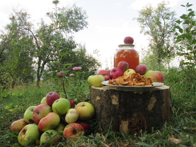 Фото 5. Яблоки сухие сухофрукты сушка домашняя натур эко без термо