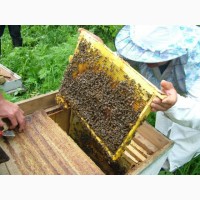 Пчелы, пчелосемьи, пчелопакеты