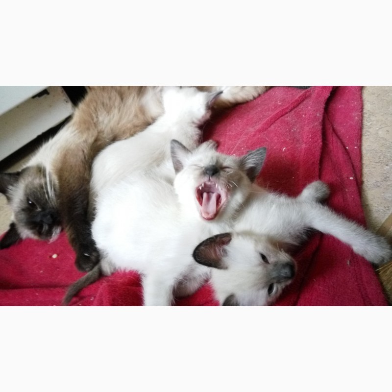 Фото 2. Продаются сиамские котята