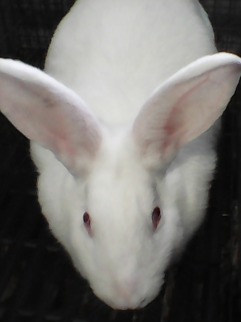 Продам кролів породи Термонська біла