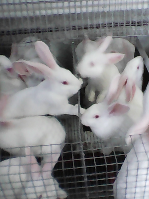 Фото 2. Продам кролів породи Термонська біла