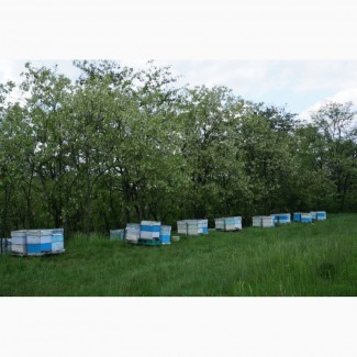 Бджолопакети Рут(230мм) Карніка. Доставка можлива
