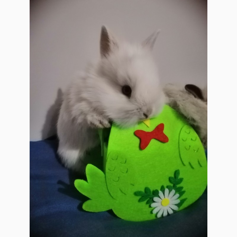 Кролик декоративный
