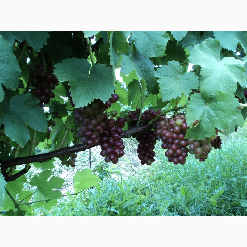 Фото 10. Саджанці столового винограду