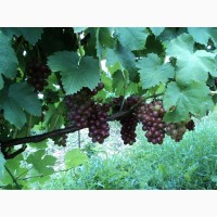 Саджанці столового винограду