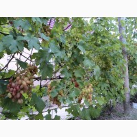 Саджанці столового винограду