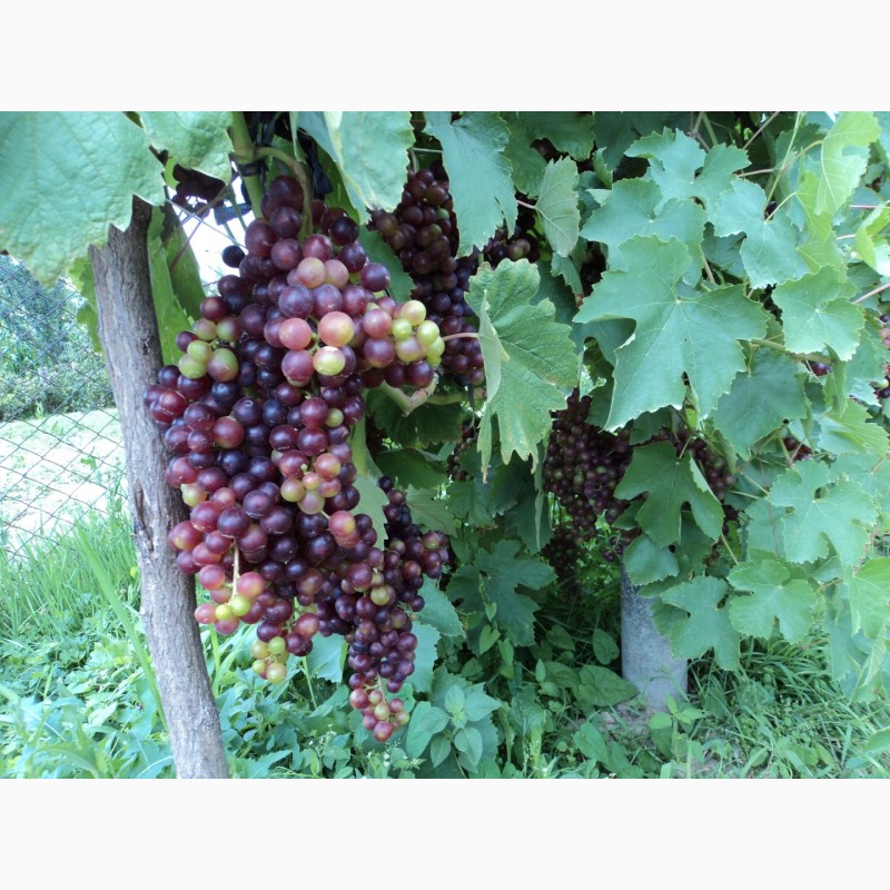 Фото 9. Саджанці столового винограду
