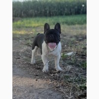 French Bulldog - Serbia