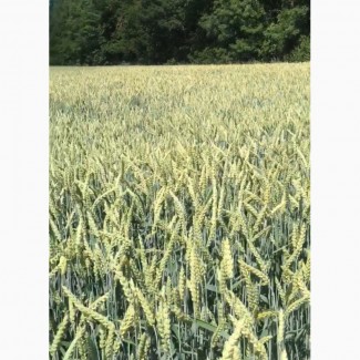 Озимая пшеница Новелл/NOVELL (Канада) 1Р