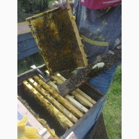Бджолопакети з племінних пасік карпатської породи від виробника