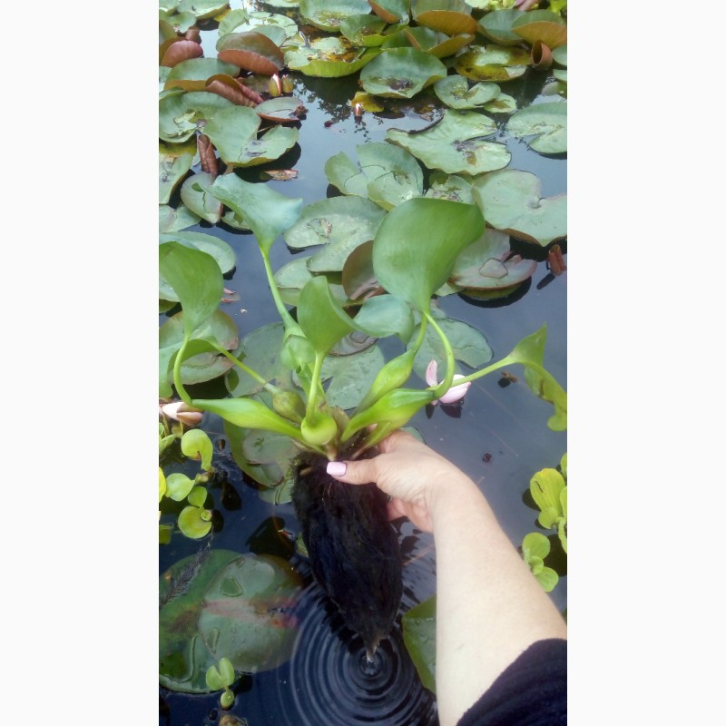 Фото 2. Водяні гіацинти ейхорнія плаваючі рослини для чистки води в водоймі