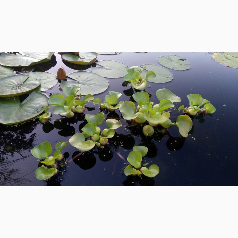 Фото 3. Водяні гіацинти ейхорнія плаваючі рослини для чистки води в водоймі