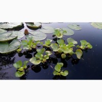 Водяні гіацинти ейхорнія плаваючі рослини для чистки води в водоймі