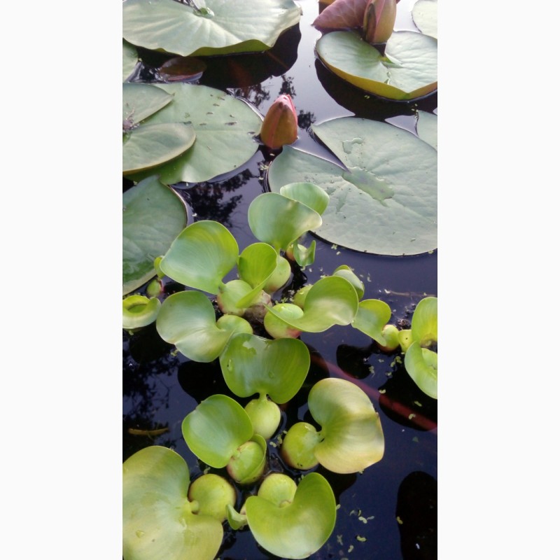 Фото 4. Водяні гіацинти ейхорнія плаваючі рослини для чистки води в водоймі