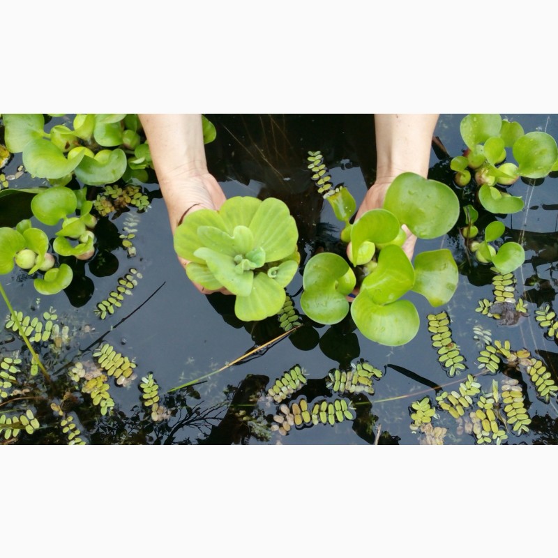 Фото 6. Водяні гіацинти ейхорнія плаваючі рослини для чистки води в водоймі