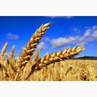 Продам семена, посевной материал. Пшеница озимая Мудрость Одесская Элита