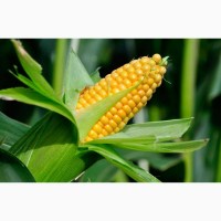 Семена кукурузы Экодар 240