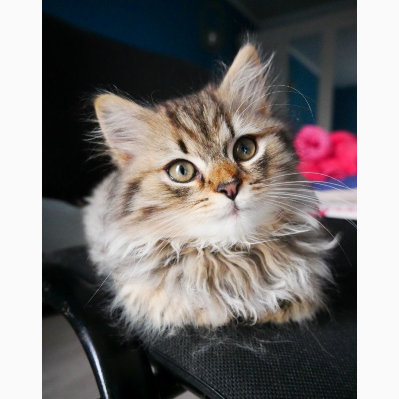 Фото 2/2. Продам котенка, пушистая красавица, метис, 2 месяца