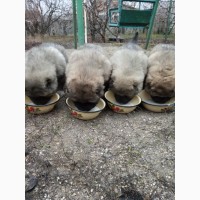 Бронирование щеглов кавказской овчарки
