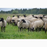 Продаж діючого бізнесу по розведенню овець
