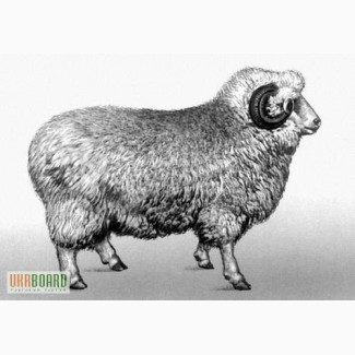 Продам цигайских овец