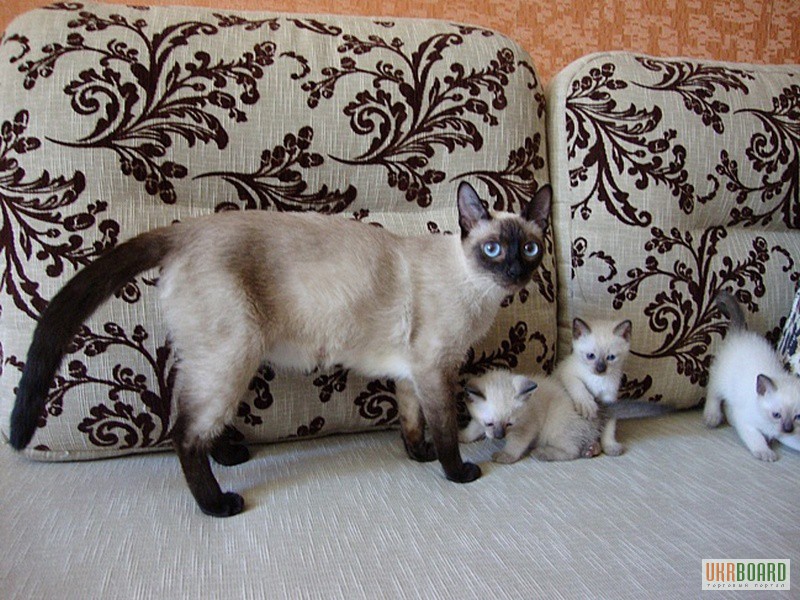 животные сиамские кошки