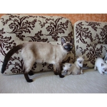 Сиамские котята,тайские котята,сиамская кошка,тайская кошка,одеса