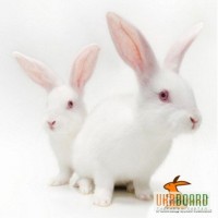 Кролиководство - выгодный бизнес - Кролик. Кролиководство