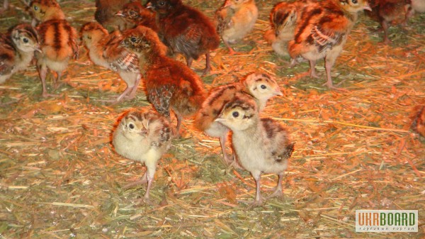 Купить яйца фазана, молодняк фазана по выгодной цене