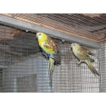 Продам певчих попугаев (пара)