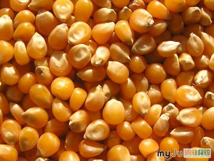 Фото 3. Семена кукурузы гибриды F-1,кукуруза.Недорого!