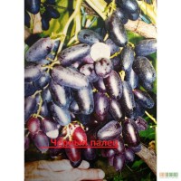 Лоза и саженци винограда Блэк Фингер(Черный палец),преображение по очень приемлемым ценам.