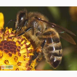 Продам ветпрепарати для бджіл
