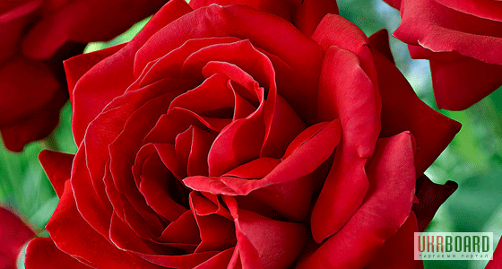 Продам саженцы роз: флорибудна, чайно-гибридные, плетистые – от 29 грн!