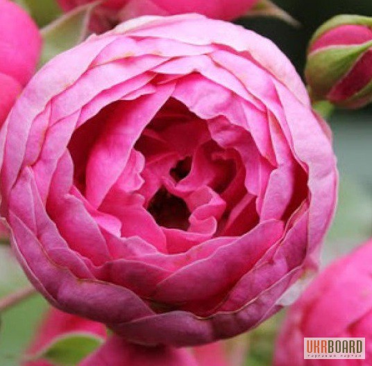 Фото 4. Продам саженцы роз: флорибудна, чайно-гибридные, плетистые – от 29 грн!