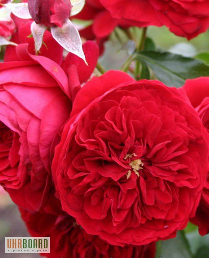 Фото 5. Продам саженцы роз: флорибудна, чайно-гибридные, плетистые – от 29 грн!