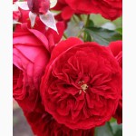 Продам саженцы роз: флорибудна, чайно-гибридные, плетистые – от 29 грн!