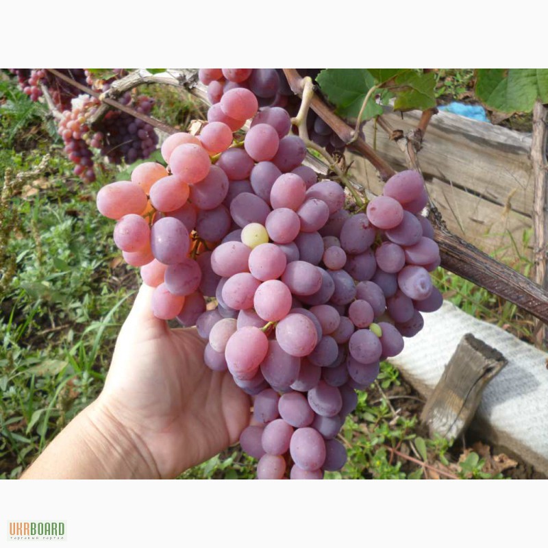 Фото 2. Продам чубуки столовых и технических сортов винограда,недорого