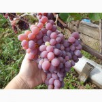 Продам чубуки столовых и технических сортов винограда,недорого