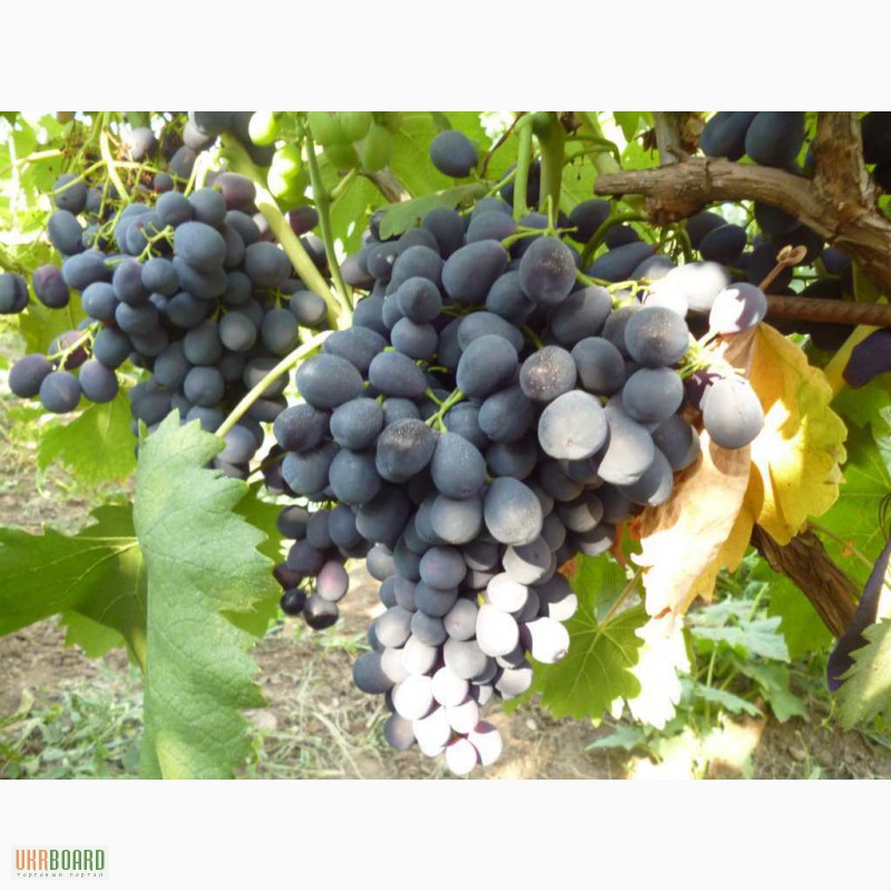 Фото 3. Продам чубуки столовых и технических сортов винограда,недорого