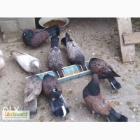Продам летных голубей